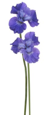 izole iris çiçeği