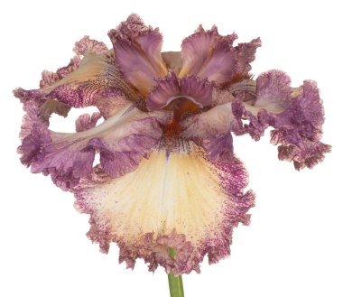 izole iris çiçeği