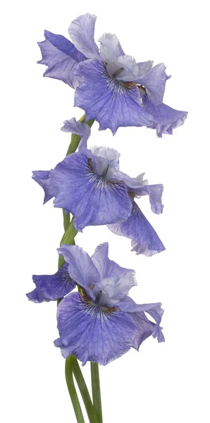 Irisblüte isoliert — Stockfoto