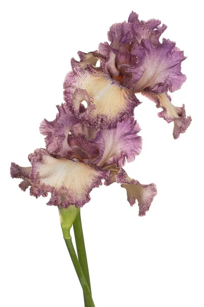 Irisblüte isoliert — Stockfoto