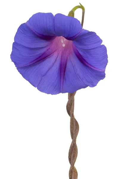 Ipomoea bloem geïsoleerd — Stockfoto