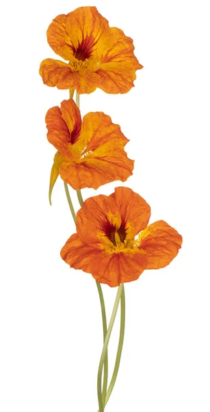 Fleur de nasturtium isolée — Photo