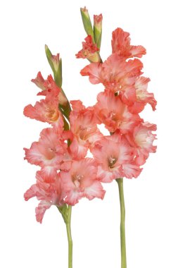 Glayöl çiçek izole