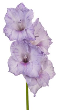 Glayöl çiçek izole