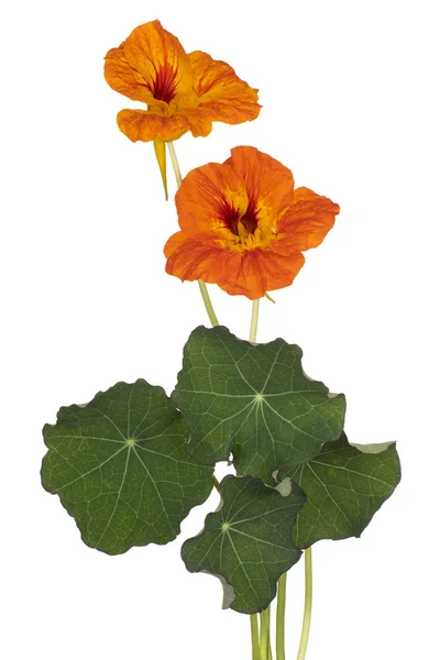 Nasturtium flower isolated — Stock Photo, Image