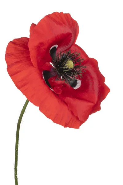 Poppy flower isolated — Stock Photo, Image