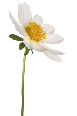 izole dahlia çiçeği