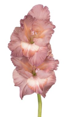 Glayöl çiçek izole