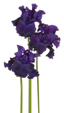 izole iris çiçeği