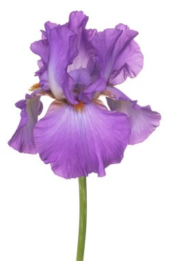 izole iris çiçeği