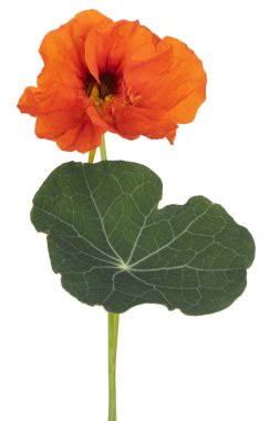 izole nasturtium çiçek