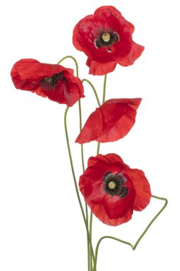 haşhaş çiçeği izole