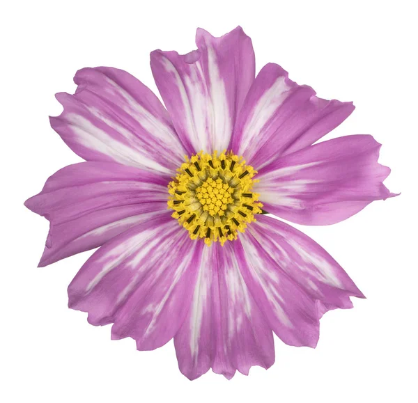 Cosmos Fiore isolato — Foto Stock