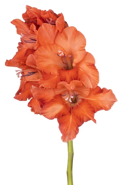 Gladiolus virág elszigetelt — Stock Fotó