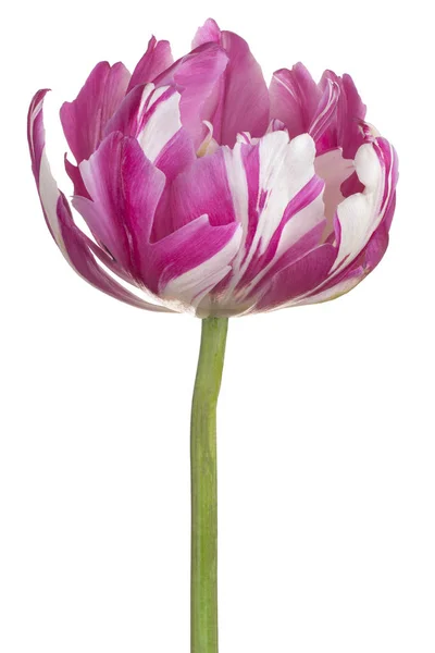 Tulip flower geïsoleerd — Stockfoto