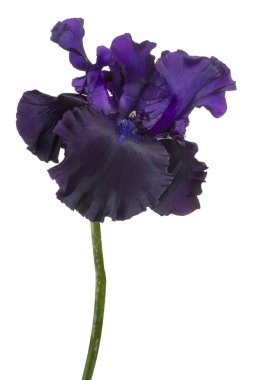 izole iris çiçeği