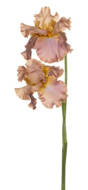 izole iris çiçeği