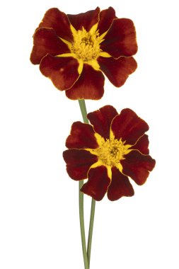 tagetes çiçek izole