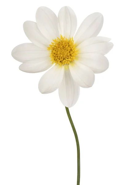 Dalia kwiat na białym tle — Zdjęcie stockowe