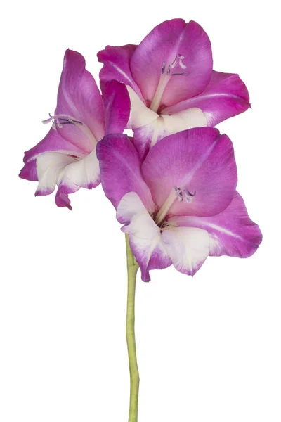 Gladiolo flor aislada — Foto de Stock