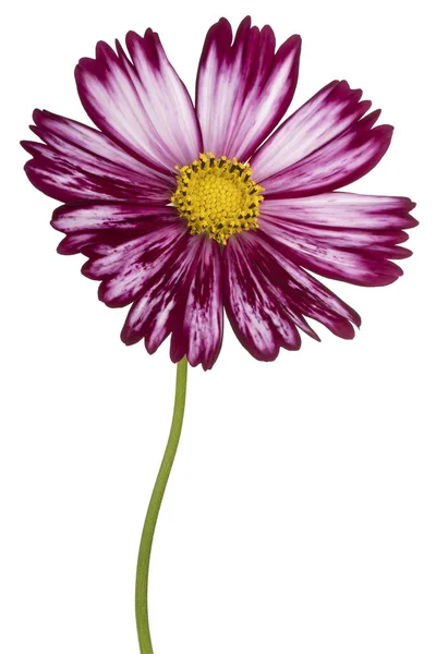 Cosmos flower isolated — Stock Photo, Image