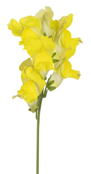 Snapdragon flower isolated — Stock Photo, Image