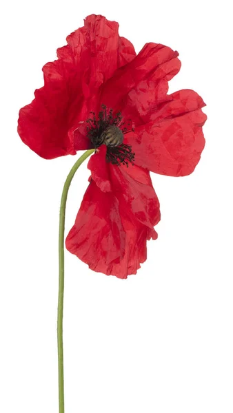 Poppy flower isolated — Stock Photo, Image