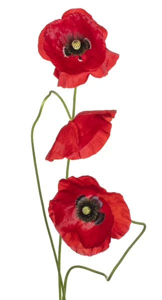 Poppy flower isolated Stock Picture