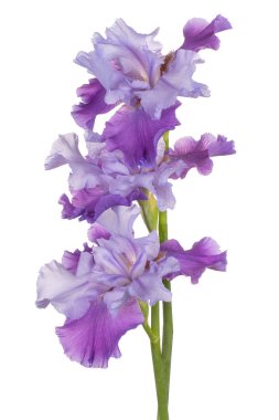 izole iris çiçeği