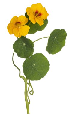 izole nasturtium çiçek