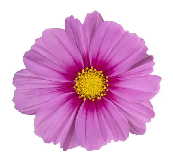 Cosmos Fiore isolato — Foto Stock