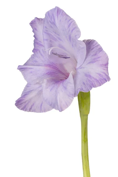 Gladiolus flower isolated — Stock Photo, Image