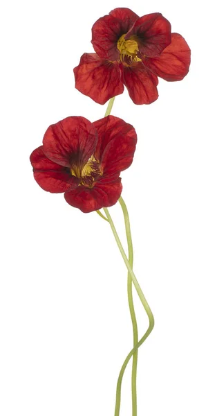 Nasturtium bloem geïsoleerd — Stockfoto