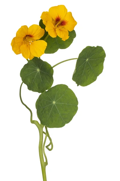 Nasturtium bloem geïsoleerd — Stockfoto