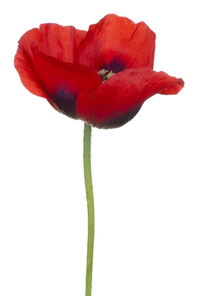 Poppy flower isolated — Stock Photo, Image