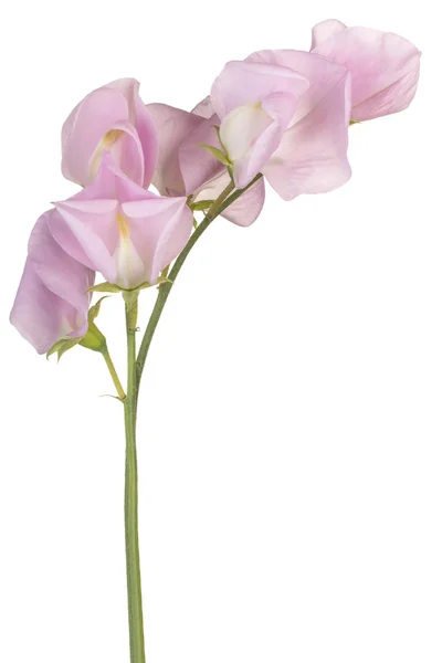 Sweet pea bloem geïsoleerd — Stockfoto