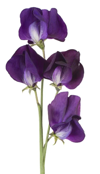 Sweet pea bloem geïsoleerd — Stockfoto