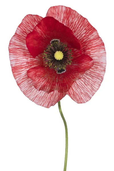 Poppy flower isolated — Stock Photo, Image