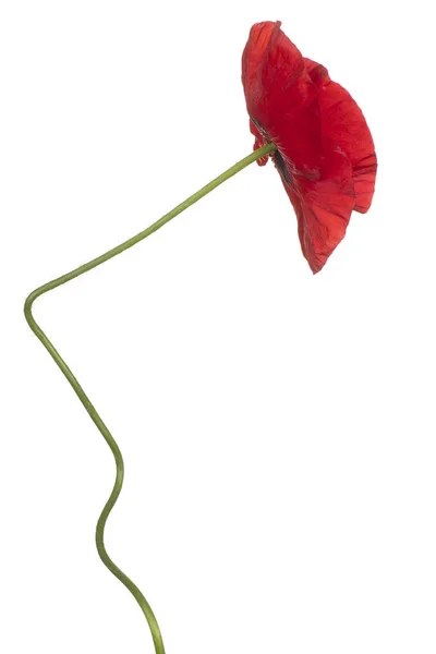 Poppy flower isolated Stock Photo