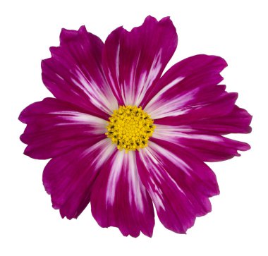 İzole cosmos çiçek
