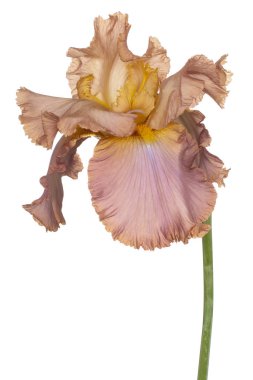 izole iris çiçeği