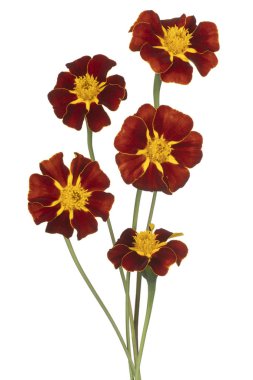 tagetes çiçek izole