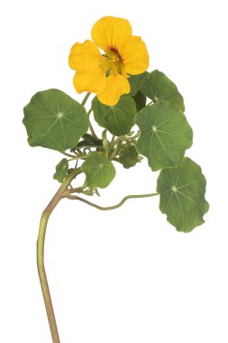 izole nasturtium çiçek