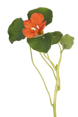 izole nasturtium çiçek