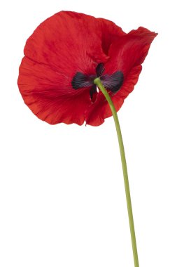 haşhaş çiçeği izole