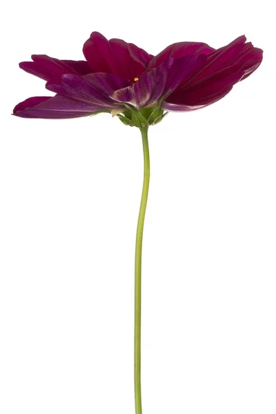 Cosmos flower isolated — Stock Photo, Image