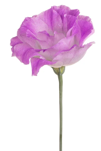 EUSTOMA λουλούδι απομονωθεί — Φωτογραφία Αρχείου