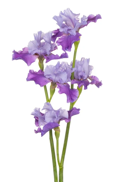 Iris fiore isolato — Foto Stock