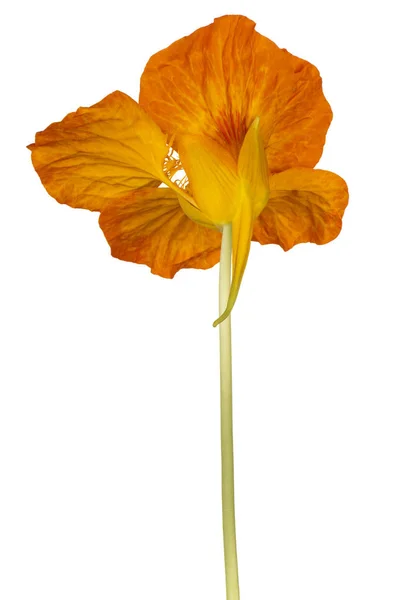 Nasturtium květina, samostatný — Stock fotografie