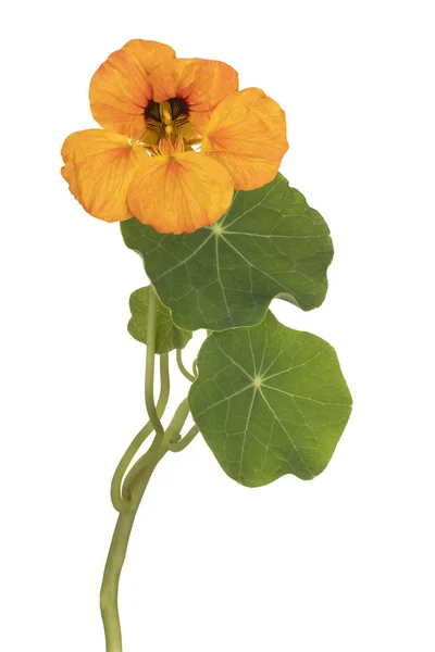 Nasturtium flower isolated — Stock Photo, Image